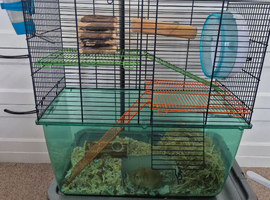 Male Gerbil