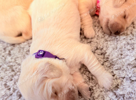 Golden retriever puppies