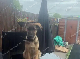 Young German shepherd looking for forever home