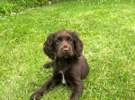 Cocker spaniel puppy