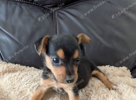 Beautiful Pure Bred Jack Russells