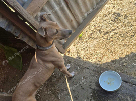 Collie whippet greyhound