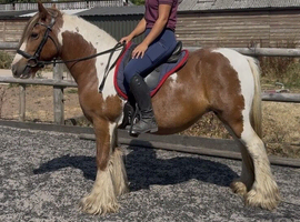 Two gorgeous cob mares, 13.2