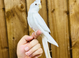 Cocktails parrot