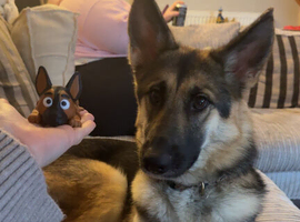1 year old Shepsky female