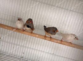 2 pairs of zebra finch
