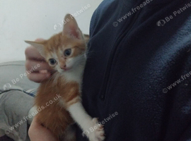 5 beautiful kittens ready for homes