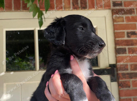 Bedlington X puppies