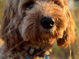100 percent AustraliaStud dog, parents WALA registered