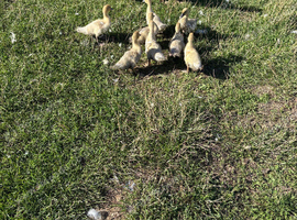 4 week old lavender Muscovy ducklings
