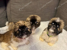SHITZU PUPPIES full breed
