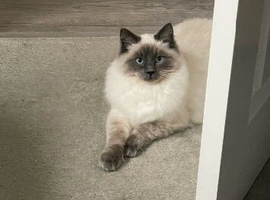 Stunning Ragdoll cat for sale - 9 months old