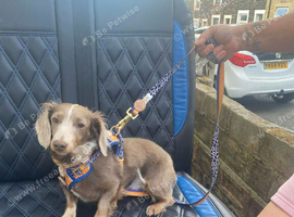 Miniature long hair Isabella Dachshund