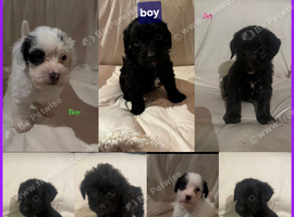 JACKAPOO PUPPYS