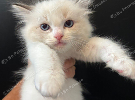 LAST GIRL.LAST boy Rare lilac bicolour ragdolls