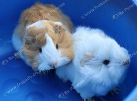 3 Peruvian Long Haired Sows
