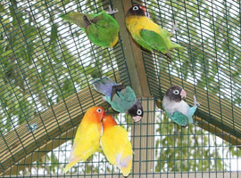 Birds & parrots wanted