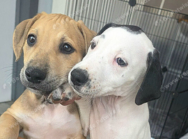 2 Staffordshire bull Terrier x Saluki pups