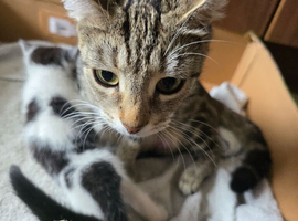 Two boy kittens