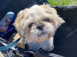 Female Shih Tzu