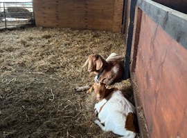 10 month old Golden Gurnsey x Boer Doe for sale