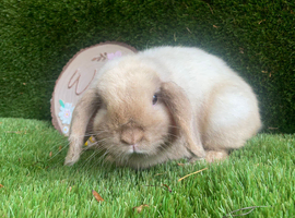 Mini lop boy