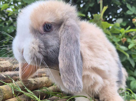 Mini lop doe ready now