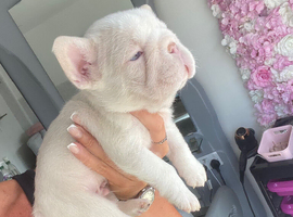 Fluffy Frenchie