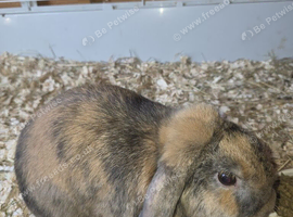 2 year male rabbit