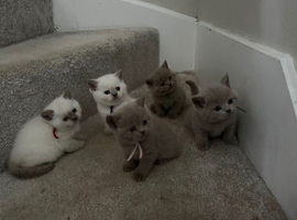 Chunky Pedigree British Shorthair kittens