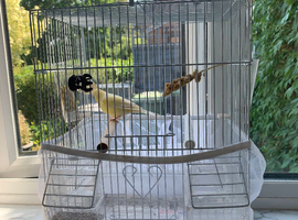 Canary & cage full set up lovely bird