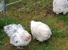 3 x Peking Bantams