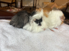 Gorgeous Guinea Pigs