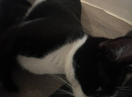 Beautiful Tuxedo Kittens
