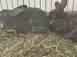 Dutch rabbits