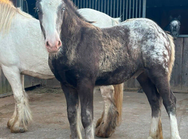 Hermits spotted foal- with fully recorded breeding