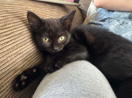 Female kitten