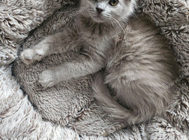 Ragdoll x scottish fold