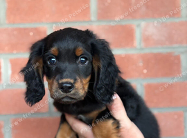 Boy and girl cocker spaniel puppy