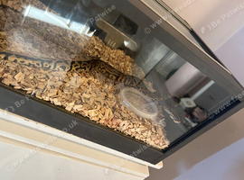 Royal python and tank