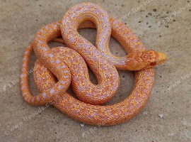 Gopher snake, Albino High Red San Diego Gopher Snake &ndash; CB 2025