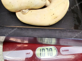 Freeway lemonblast, male for sale