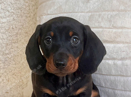 Gorgeous miniature dachshund puppies