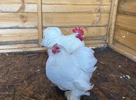 White Pekin hatching eggs