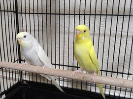 Semi Tamed Budgies with cage, vitamins, toys and food