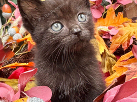 RAGDOLL CROSS KITTENS