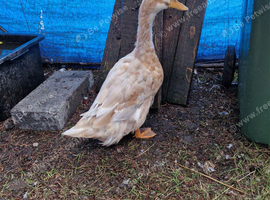 Female saxony duck