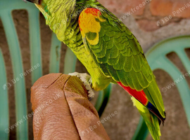 I have blue Amazon parrot his name vandow full talking no flying full friendly full hand train and my vendow very lovely bird