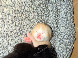 4X ginger 1 black and 1 tortoiseshell cat