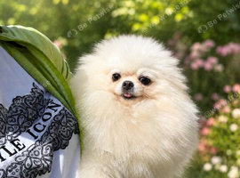 Cute Girl looking for forever home